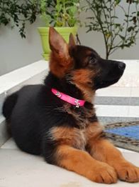 Olive Jardin Prestige